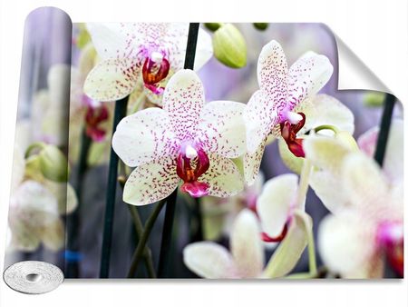 Coloray Orchidea Kwiaty 312x219