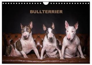 Bullterrier (Wandkalender 2024 DIN A4 quer)