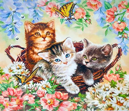 Malowanie Po Numerach Kot Kotki Z Ramą 40X50 Obraz Zwierzęta