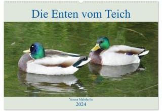 Die Enten vom Teich (Wandkalender 2024 DIN A2 quer), CALVENDO