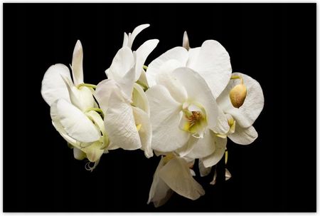 ZeSmakiem Białe Kwiaty Storczyków