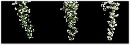 ZeSmakiem 312x104 Białe Kwiaty Bugenwilli