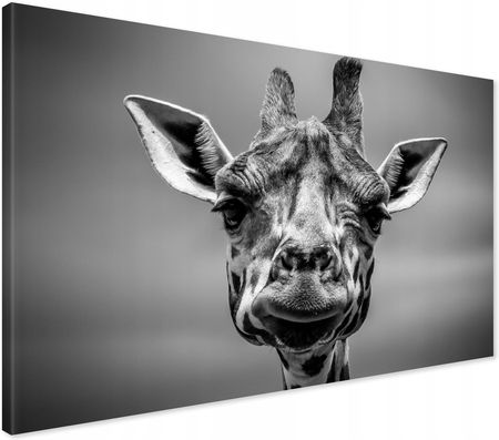 Printedwall Obraz Na Płótnie Żyrafa Zwierzę Afryka 120X80