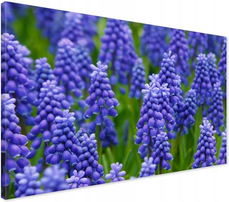 Printedwall Obraz Na Płótnie Lawenda Kwiat 70X50