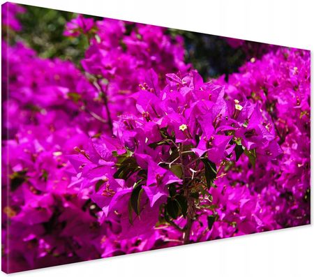 Printedwall Obraz Na Płótnie Kwiat Kwiaty 70X50