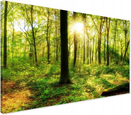Printedwall Obraz Na Płótnie Las Drzewa 120X80