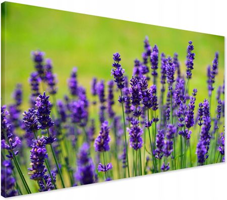 Printedwall Obraz Na Płótnie Lawenda Kwiaty Natura 120X80