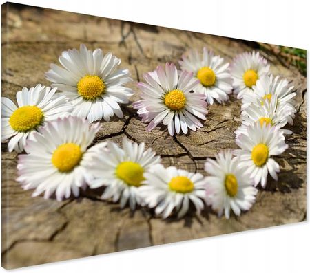 Printedwall Obraz Na Płótnie Stokrotki Natura Kwiaty 120X80