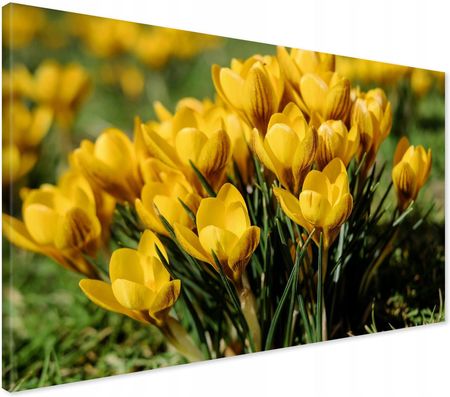Printedwall Obraz Na Płótnie Kwiat Kwiaty Natura 120X80