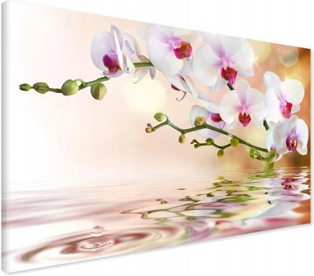 Printedwall Obraz Na Płótnie Orchidea Kwiaty 120X80