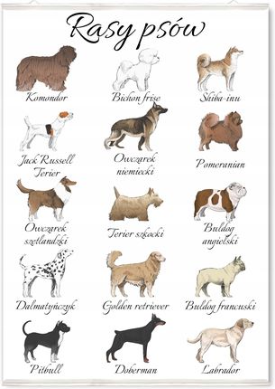Plakat Z Rasami Psów Na Ścianę Psy Pies