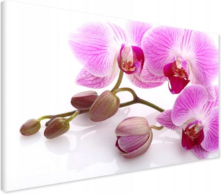 Printedwall Obraz Na Płótnie Orchidea Kwiat 120X80