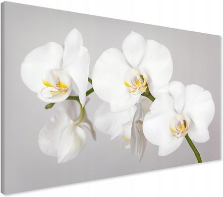 Printedwall Obraz Na Płótnie Orchidea Kwiat 100X70