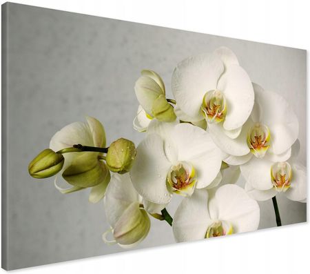 Printedwall Obraz Na Płótnie Orchidea Kwiaty 70X50