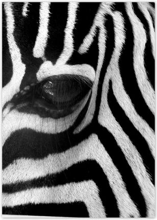 Zesmakiem Plakaty 50X70 Czarno-Białe Pasy Zebra