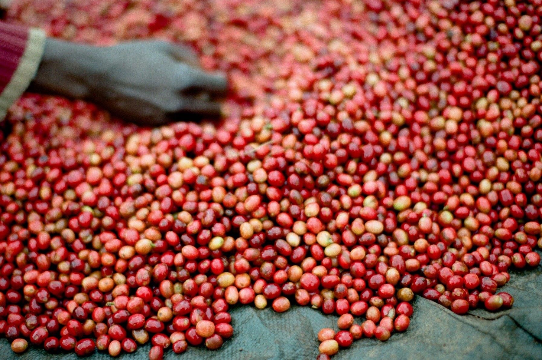 Kawa Java Coffee Roasters Ziarnista Old School Blend 250G Espresso ...