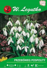 Zdjęcie Legutko Przebiśnieg Pospolity Biały 4szt. - Wyrzysk