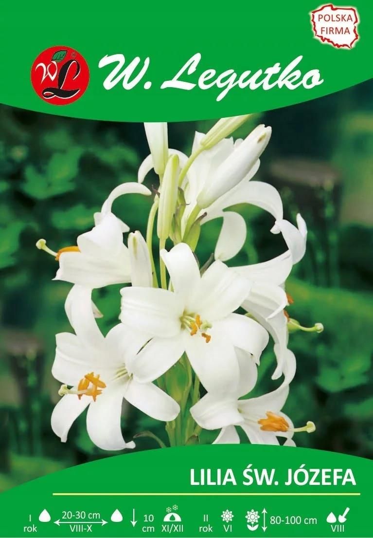 legutko-lilia-candidum-w-j-zefa-bia-a-1szt-ceny-i-opinie-ceneo-pl