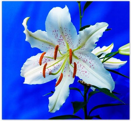 ZeSmakiem Lilia Biały Kwiatek Kwiat