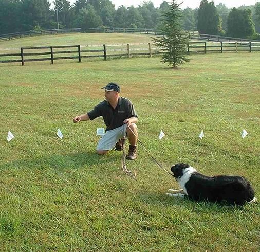 Elektryczny Pastuch Dla Psa Kojec Ogrodzenie M Ceny I