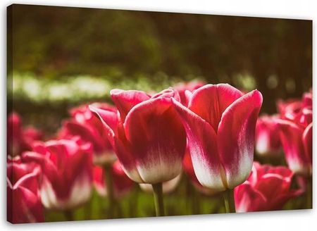 Feeby Obraz Na Płótnie Kwitnące Tulipany 120X80 13876233855