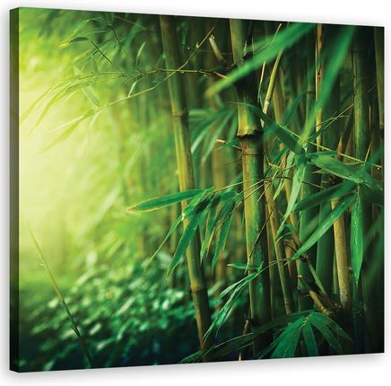 Feeby Obraz Na Płótnie Bambus W Dżungli ( 60X60) 1491723