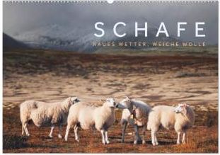 Schafe - Raues Wetter, weiche Wolle (Wandkalender 2024 DIN A2 quer), CALVENDO Monatskalender