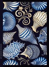 Zdjęcie Notatnik Ozdobny 143X200/64K Kratka Tw Muszle - Śrem