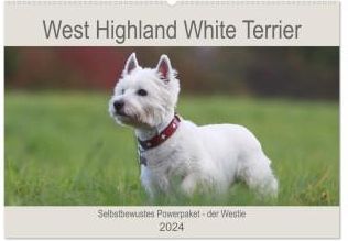 West Highland White Terrier - Selbstbewustes Powerpaket - der Westie (Wandkalender 2024 DIN A2 quer), CALVENDO Monatskalender