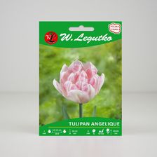 Zdjęcie W. Legutko Tulipan Angelique Różowy (J) 5szt. - Łabiszyn
