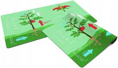 Zdjęcie Playmaty Budowa Rośliny Mata Edukacyjna - Chełmno