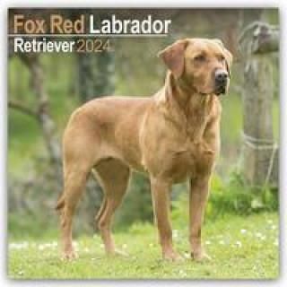 Fox Red Labrador Retriever Fuchsroter Labrador 2024 Retriever 16   I Fox Red Labrador Retriever Fuchsroter Labrador 2024 Retriever 16 Monatskalender 