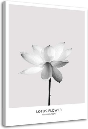Feeby Obraz Na Płótnie Biały Kwiat Lotosu 40X60 828419