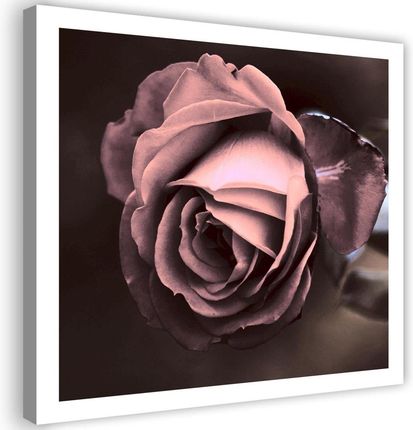 Feeby Obraz Na Płótnie Piękna Róża Kwiat 40X40 828479