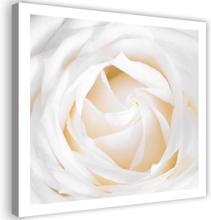 Feeby Obraz Na Płótnie Biała Róża Kwiat 40X40 828495