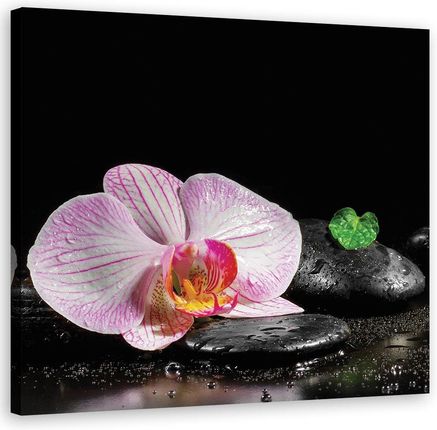 Feeby Obraz Na Płótnie Kwitnąca Orchidea Zen 40X40 830645