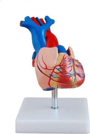 Serce Człowieka Model Anatomiczny Na Statywie Kolorowy