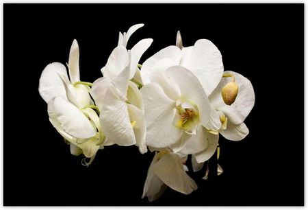 ZeSmakiem 104x70 Białe Kwiaty Storczyków