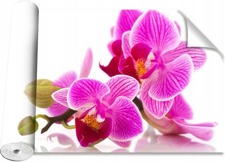 Coloray Kwiaty Orchidei 152x104