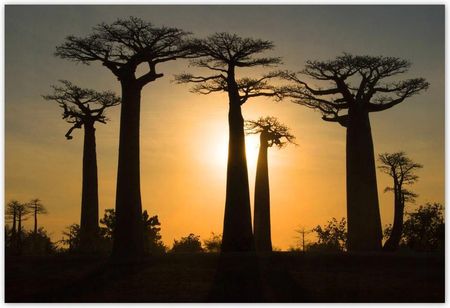 ZeSmakiem Baobaby Z Madagaskaru