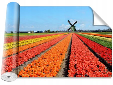 Coloray Wiatrak Tulipany 104x70