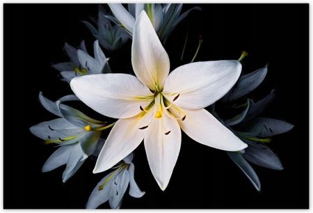 ZeSmakiem 104x70 Bukiet Białych Lili Kwiat