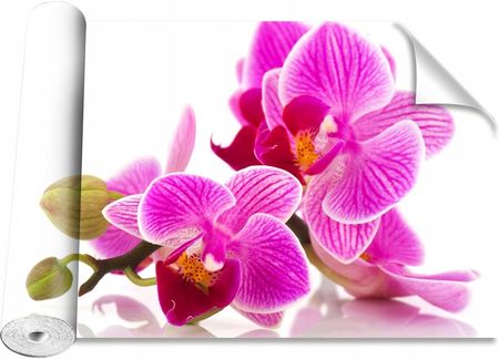 Coloray Kwiaty Orchidei 312x219