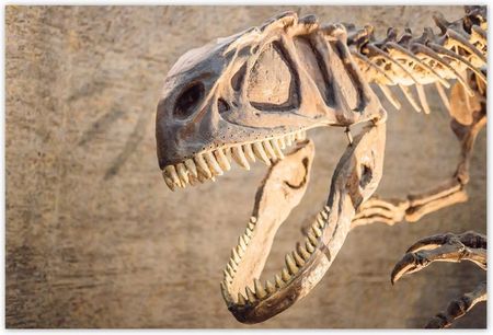 ZeSmakiem 104x70 Szkielet Dinozaura