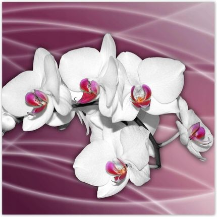 ZeSmakiem 312x312 Piękna Orchidea Kwiaty