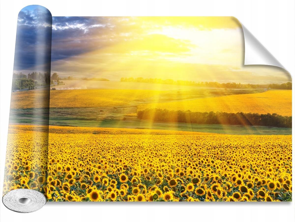 Coloray Peel & Stick Pole Słoneczników 152x - Opinie i ceny na Ceneo.pl