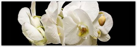 ZeSmakiem 200x66 Białe Kwiaty Storczyków
