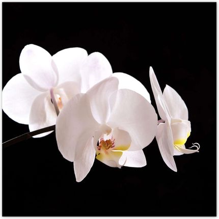 ZeSmakiem 312x312 Biały Storczyk Orchidea
