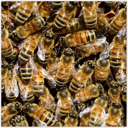 ZeSmakiem 312x312 Pszczółki Podczas Pracy