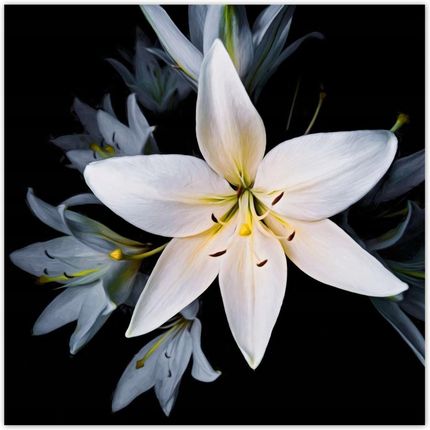 ZeSmakiem 312x312 Bukiet Białych Lili Kwiat